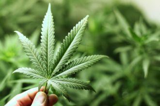 Aanbesteding medicinale wiet leidt tot vraagtekens